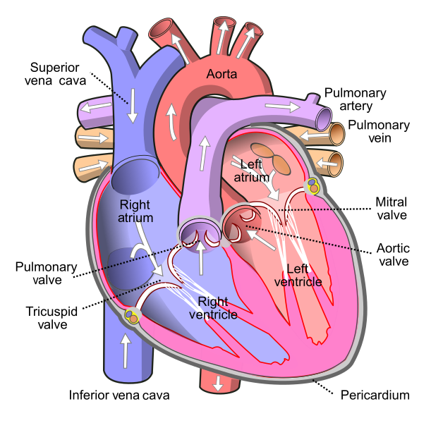 Human heart diagram