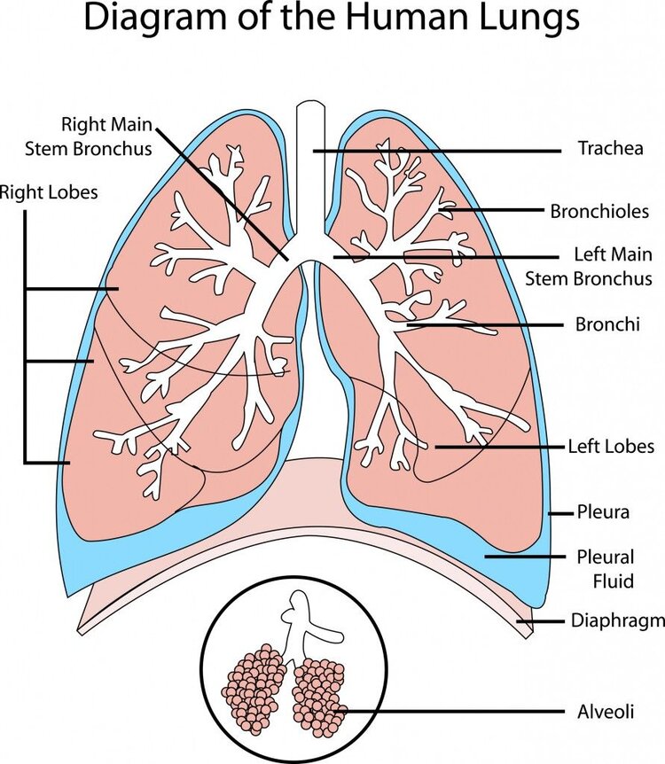 Lungs diagram